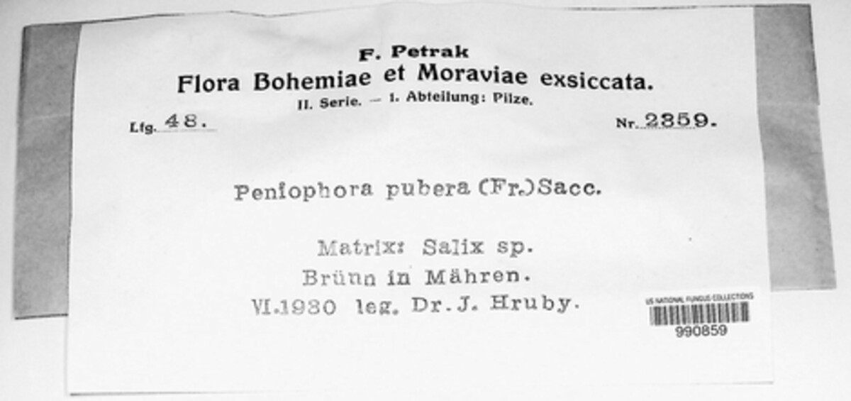Peniophorella pubera image